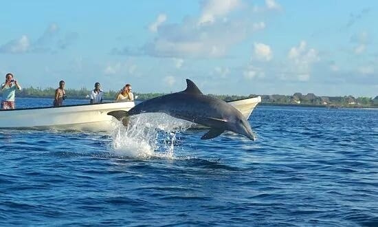Dolphin Tour Kizimkazi